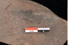 Foto (Detailsansicht) von Quercus palaeoilex Ettingshausen (NHMW-GEO-2024-0188-0865)